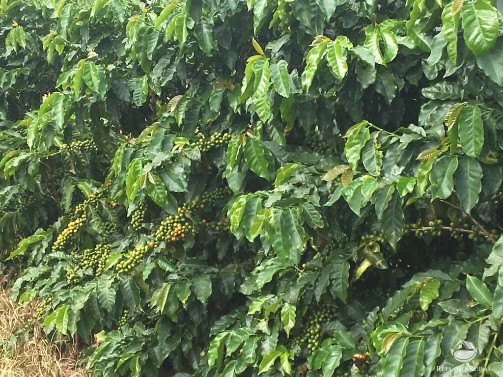 Fazenda à venda de 150 ha em Guimarânia, MG, Brasil