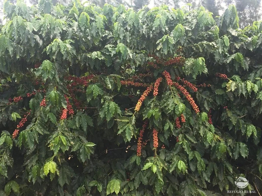 Fazenda à venda de 150 ha em Guimarânia, MG, Brasil