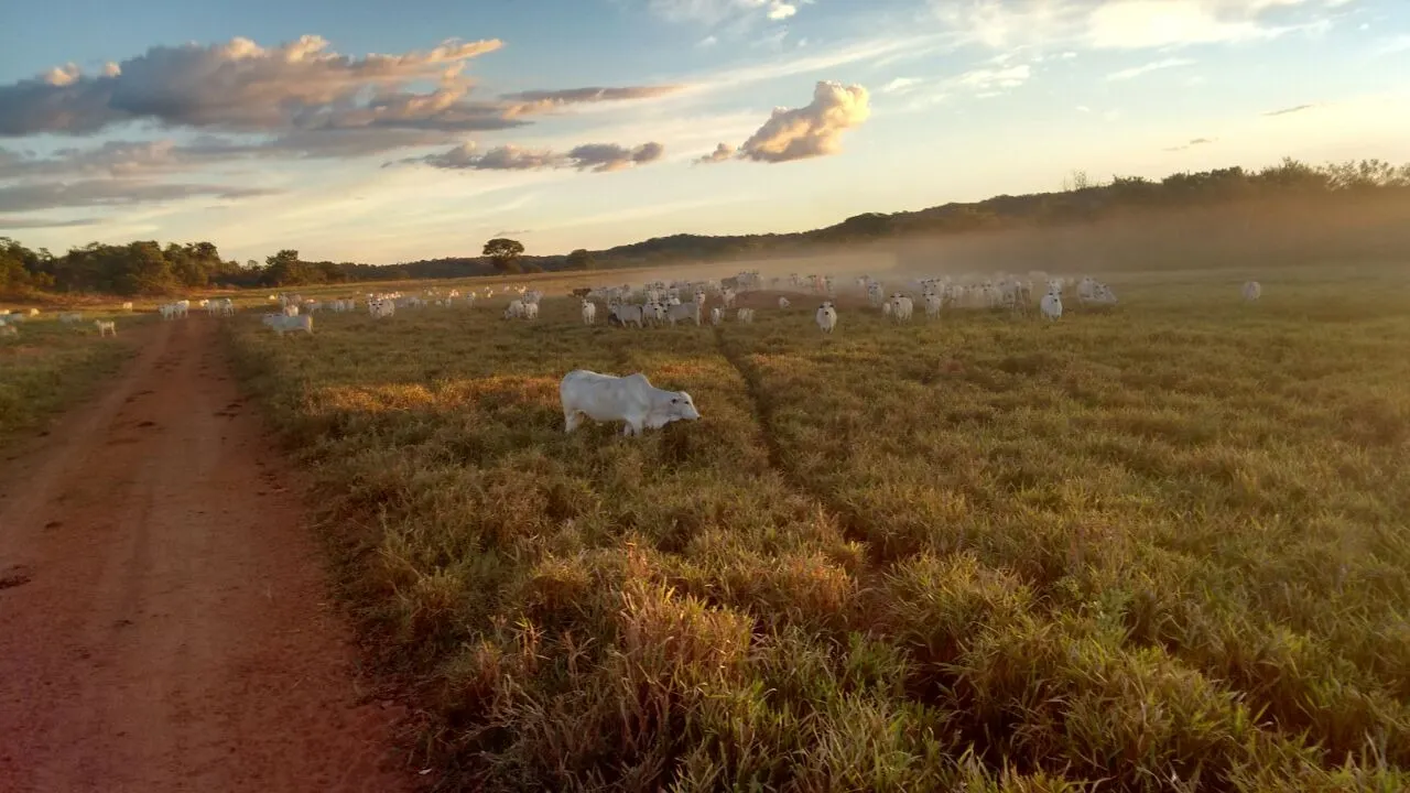 Fazenda à venda de 18.876 ha em Goiatins, TO, Brasil