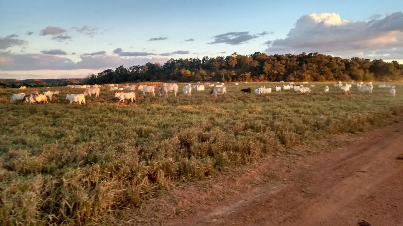 Fazenda à venda de 18.876 ha em Goiatins, TO, Brasil
