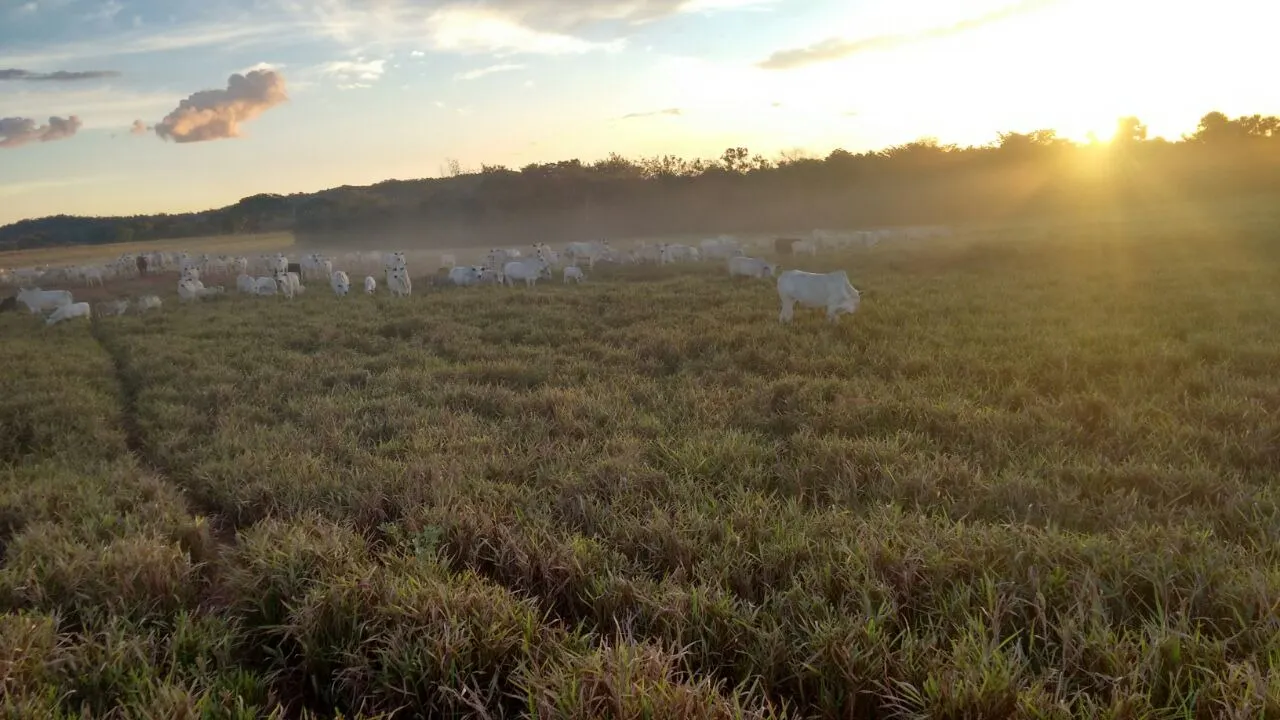 Fazenda à venda de 18.876 ha em Goiatins, TO, Brasil