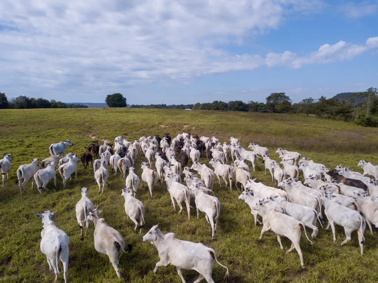Fazenda à venda de 18.876 ha em Goiatins, TO, Brasil
