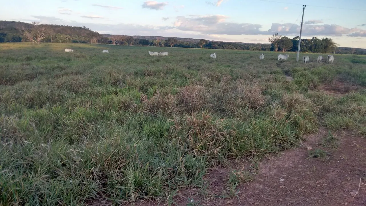 Fazenda à venda de 18.876 ha em Goiatins, TO, Brasil