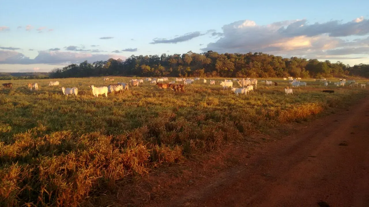Fazenda à venda de 18.876 ha em Goiatins, TO, Brasil