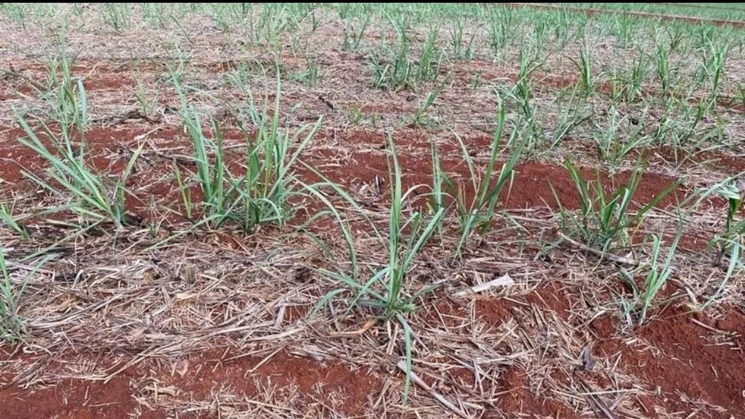 Farm for sale of 401 acres in São Carlos, SP, Brazil