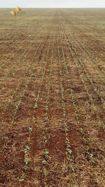 Farm for sale of 8,896 acres in Gaúcha do Norte, MT, Brazil