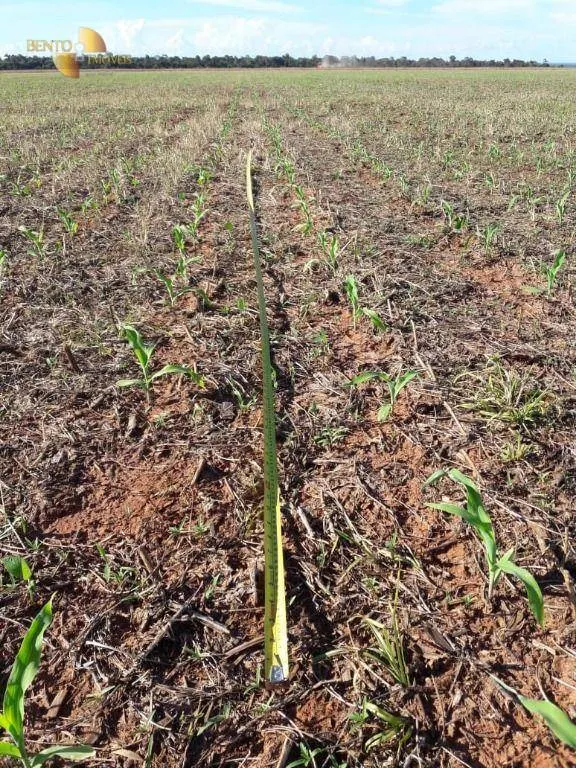 Farm for sale of 8,896 acres in Gaúcha do Norte, MT, Brazil