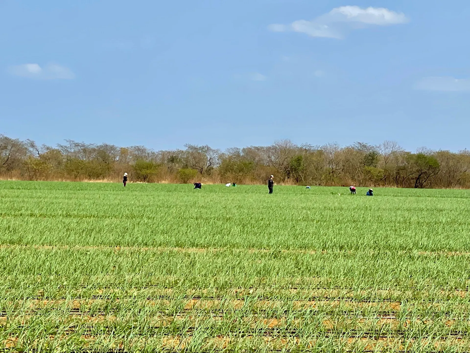 Fazenda à venda de 166 ha em Baraúna, RN, Brasil