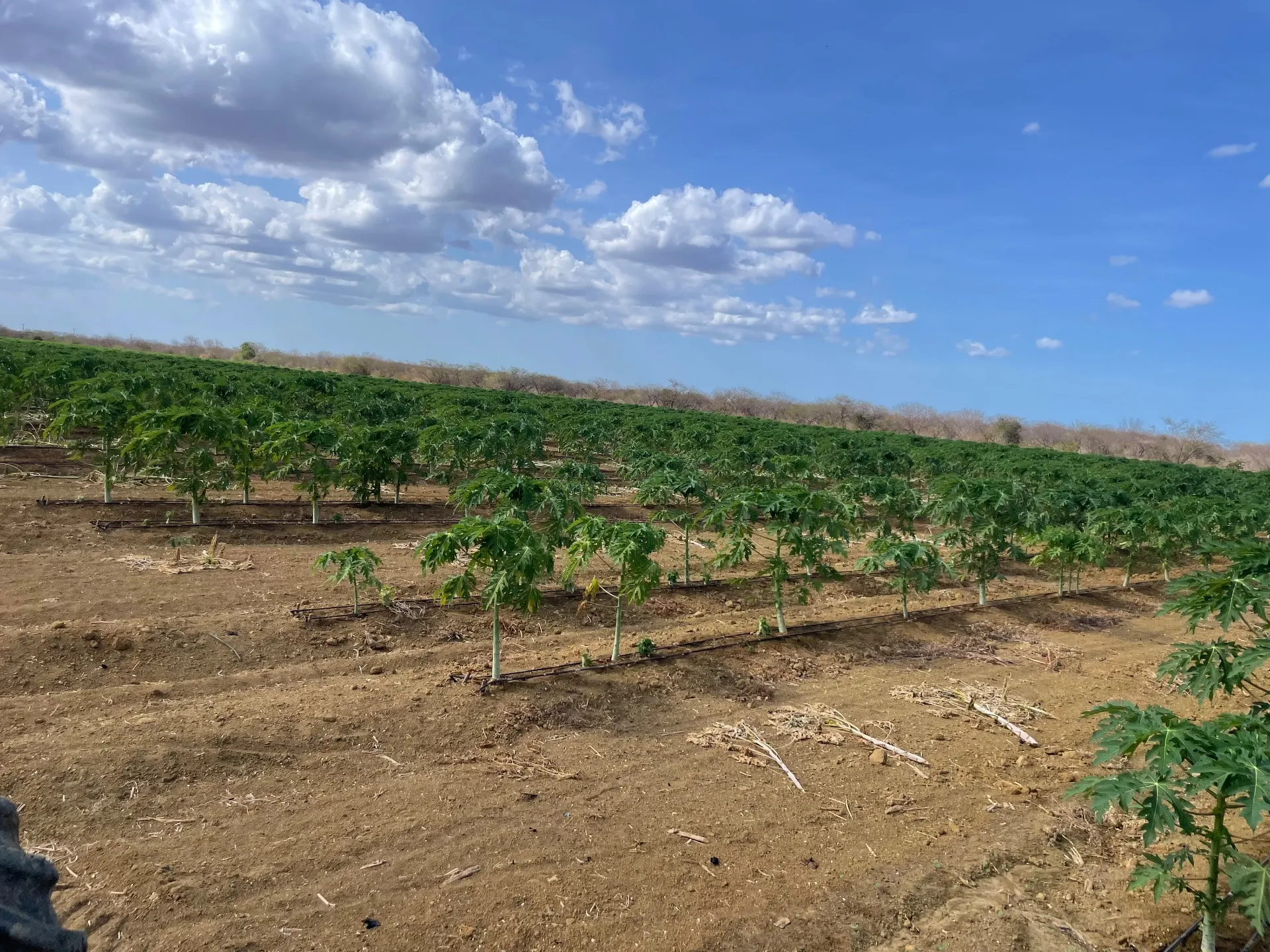 Fazenda à venda de 166 ha em Baraúna, RN, Brasil