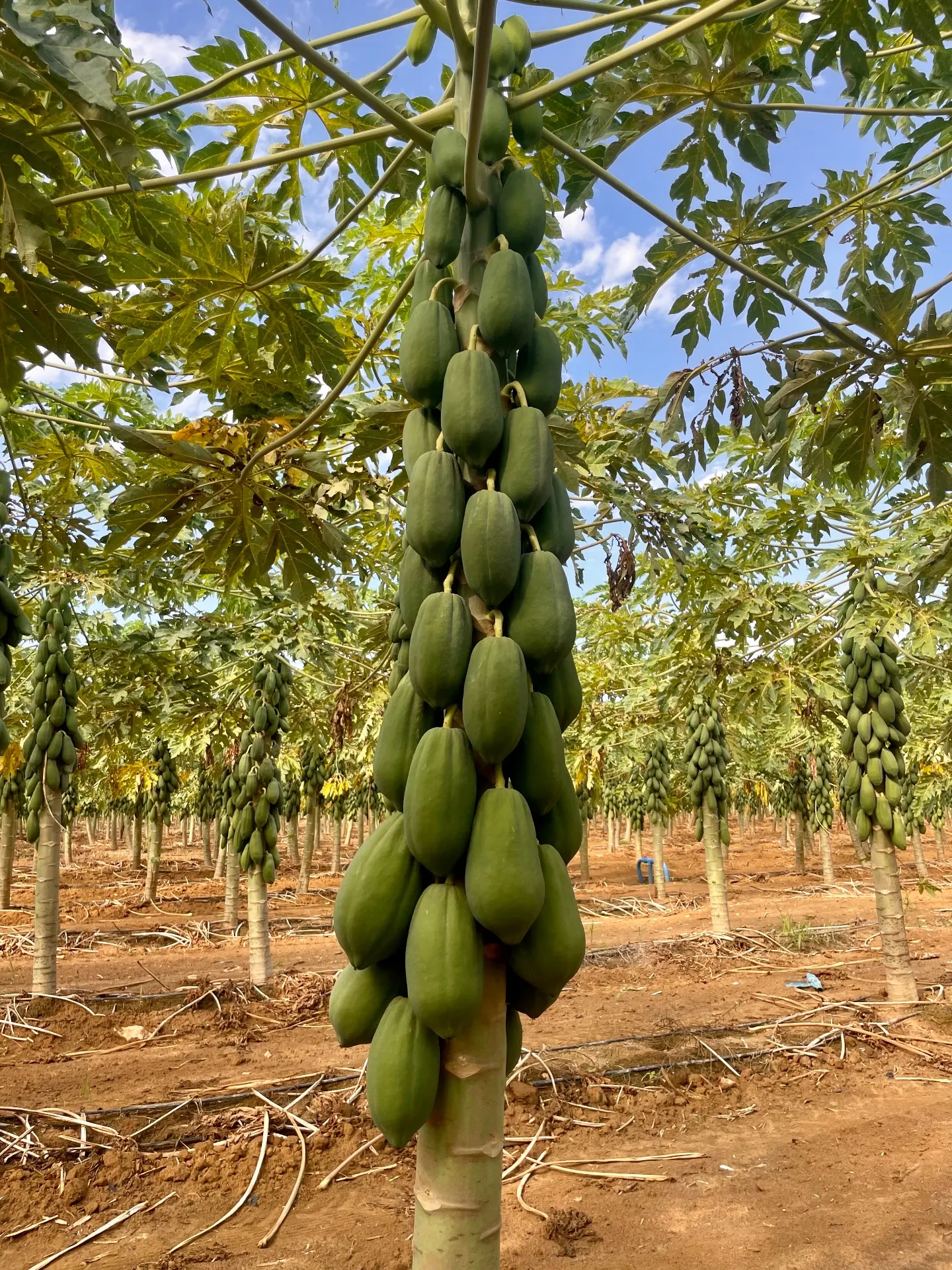 Fazenda à venda de 166 ha em Baraúna, RN, Brasil