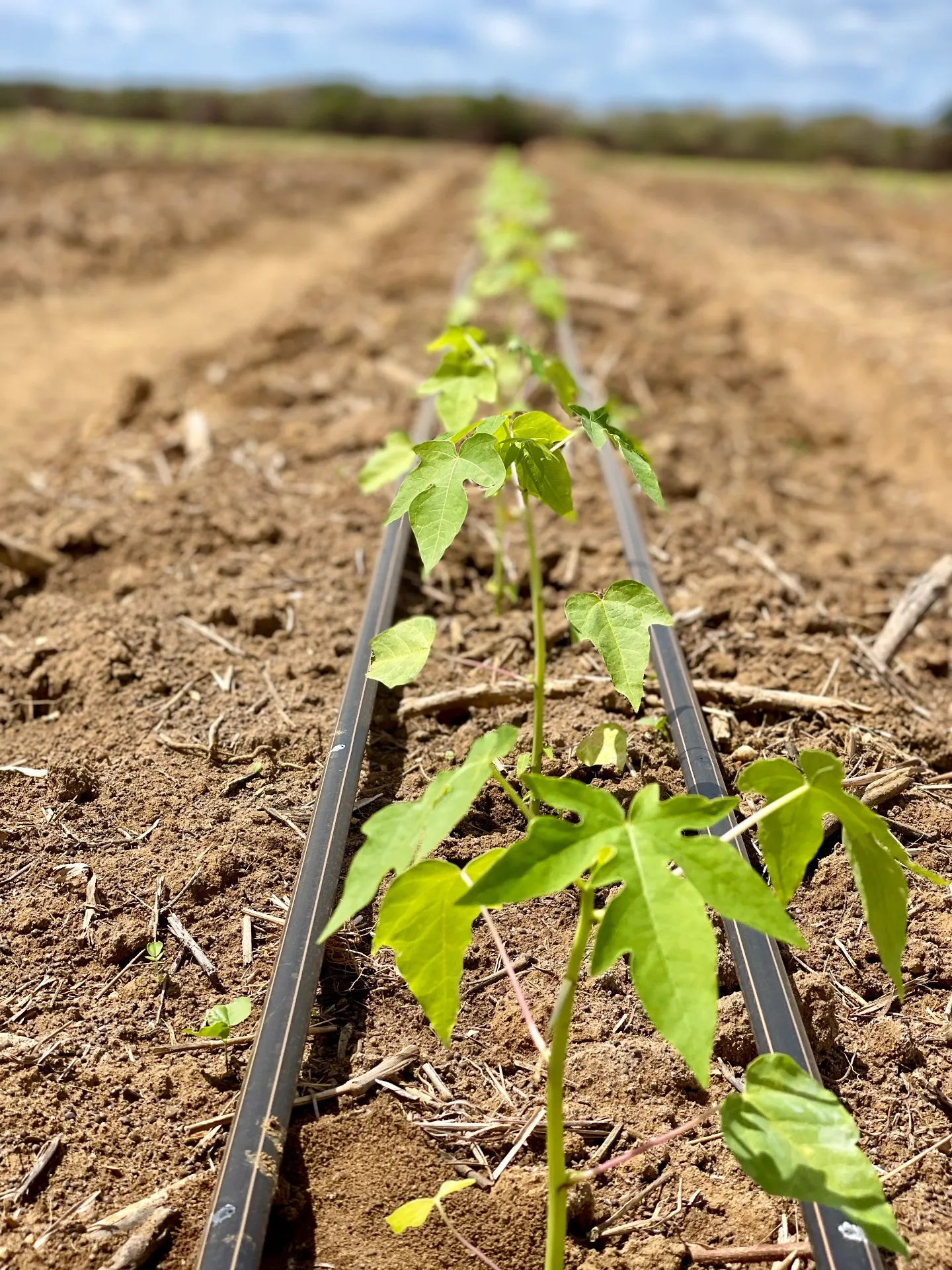 Fazenda à venda de 166 ha em Baraúna, RN, Brasil