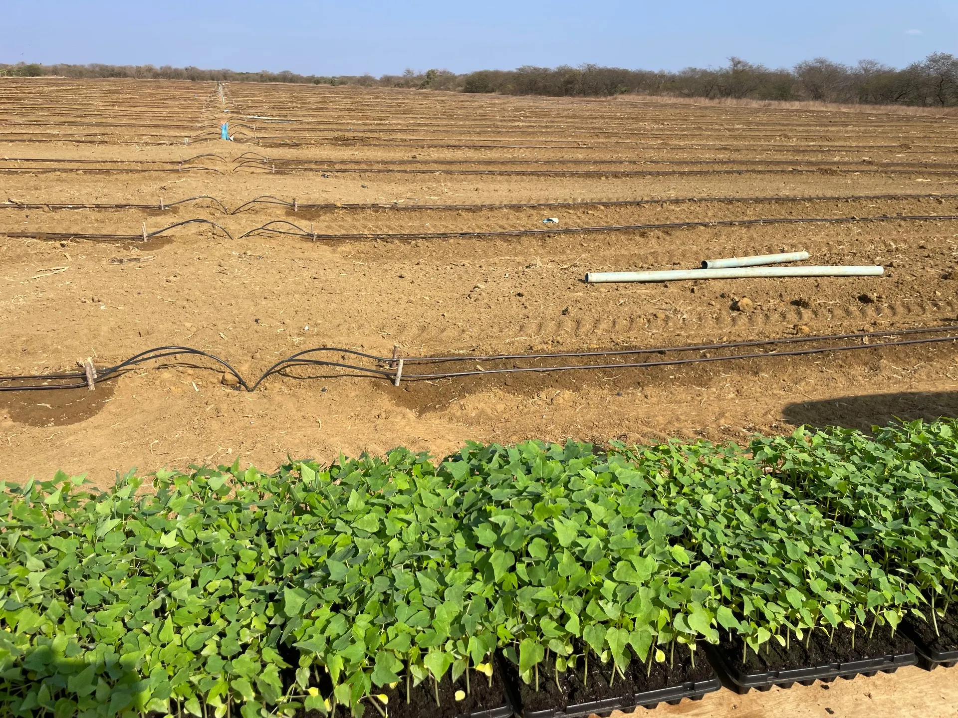 Fazenda à venda de 166 ha em Baraúna, RN, Brasil