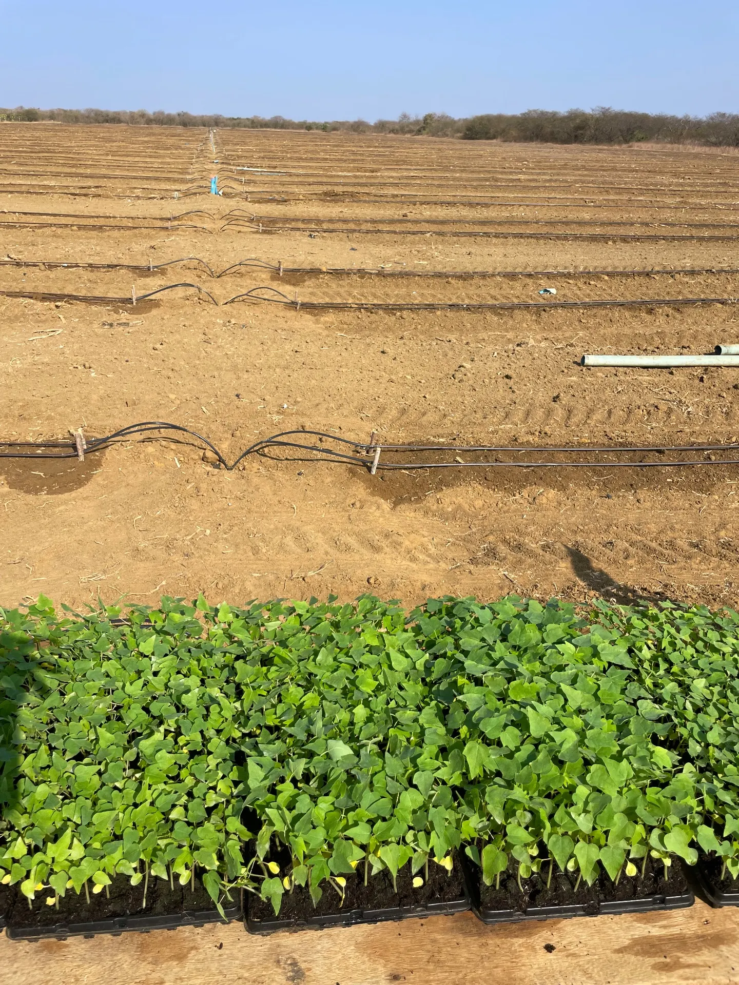 Fazenda à venda de 166 ha em Baraúna, RN, Brasil