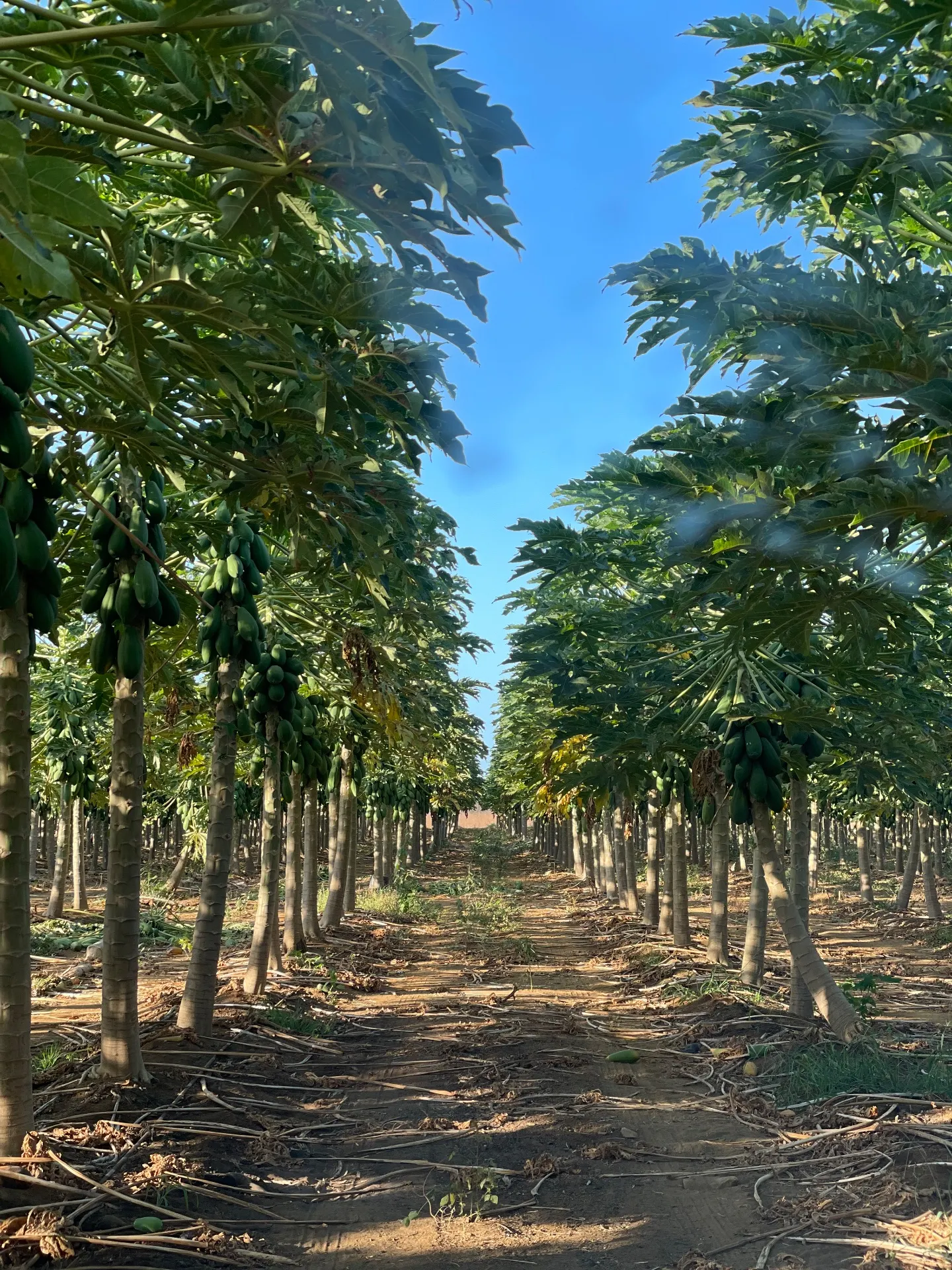 Fazenda à venda de 166 ha em Baraúna, RN, Brasil