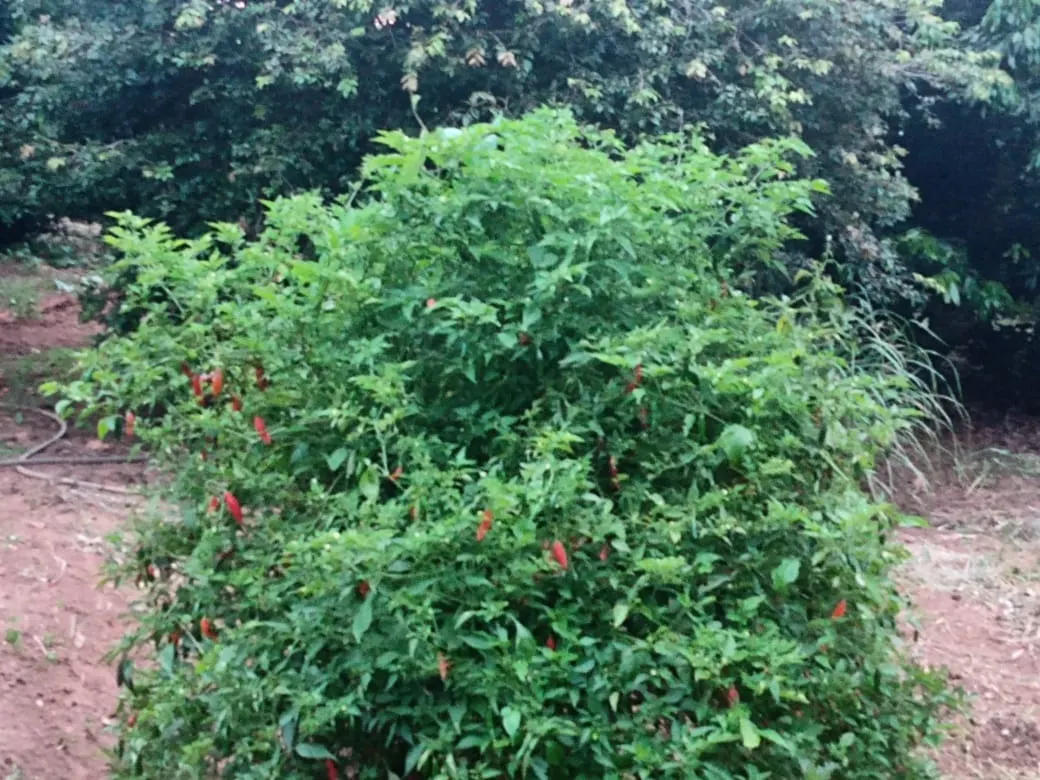 Sítio à venda de 12 ha em Itapetininga, SP, Brasil