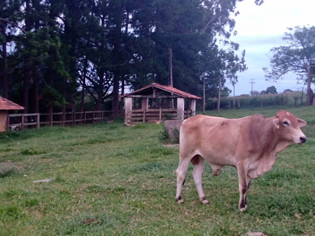Sítio à venda de 12 ha em Itapetininga, SP, Brasil