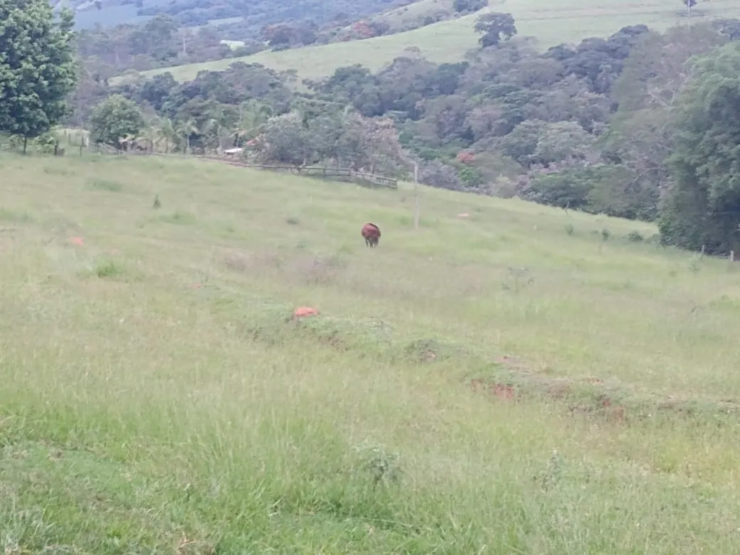 Sítio à venda de 12 ha em Itapetininga, SP, Brasil