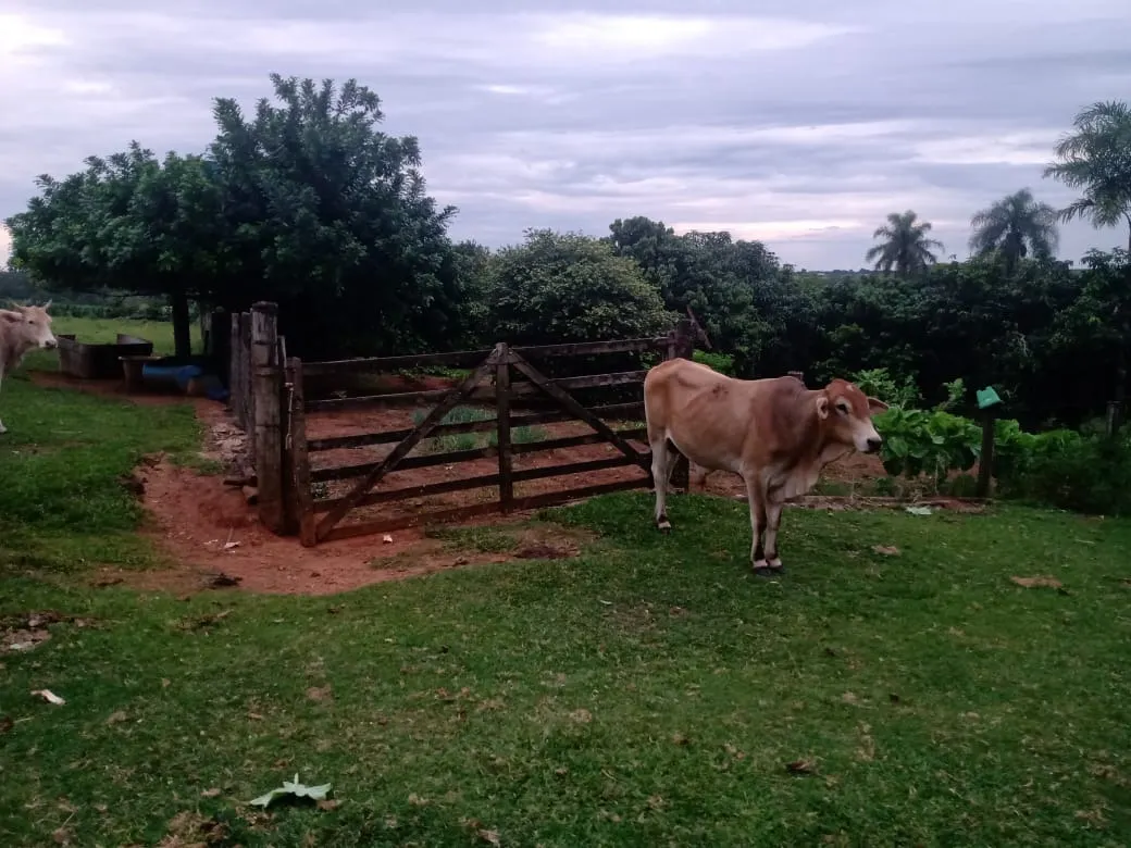 Sítio à venda de 12 ha em Itapetininga, SP, Brasil