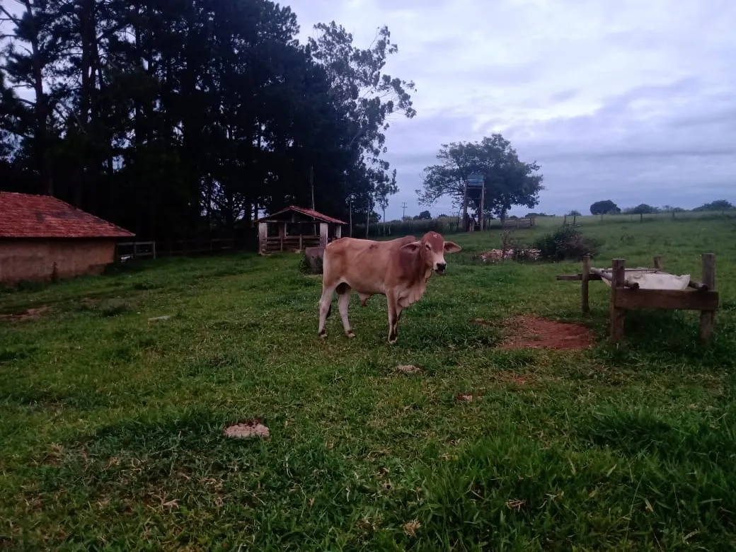 Sítio à venda de 12 ha em Itapetininga, SP, Brasil