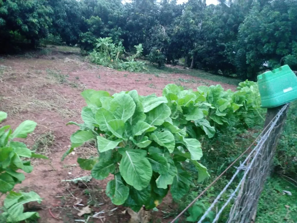 Sítio à venda de 12 ha em Itapetininga, SP, Brasil