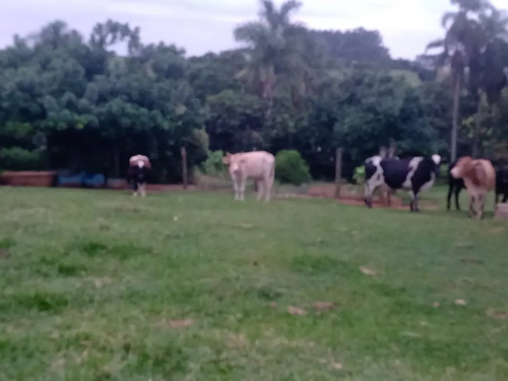 Sítio à venda de 12 ha em Itapetininga, SP, Brasil