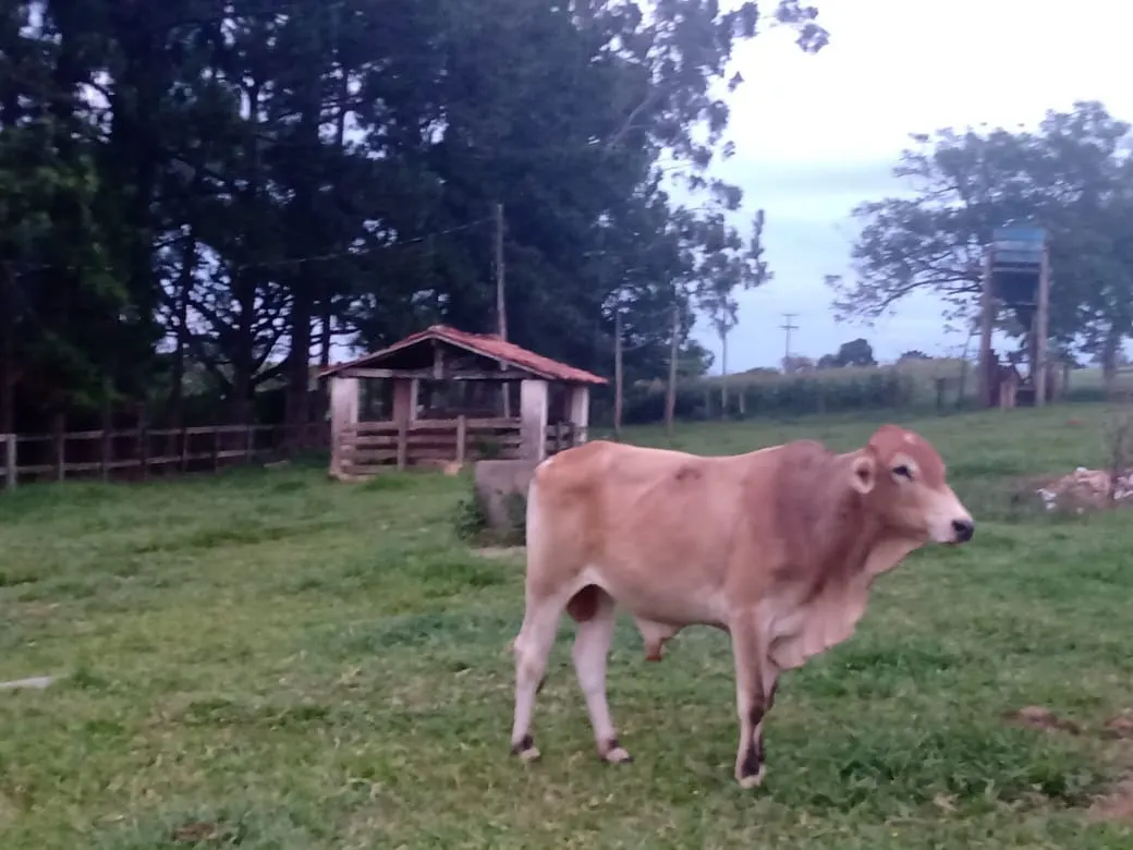 Sítio à venda de 12 ha em Itapetininga, SP, Brasil