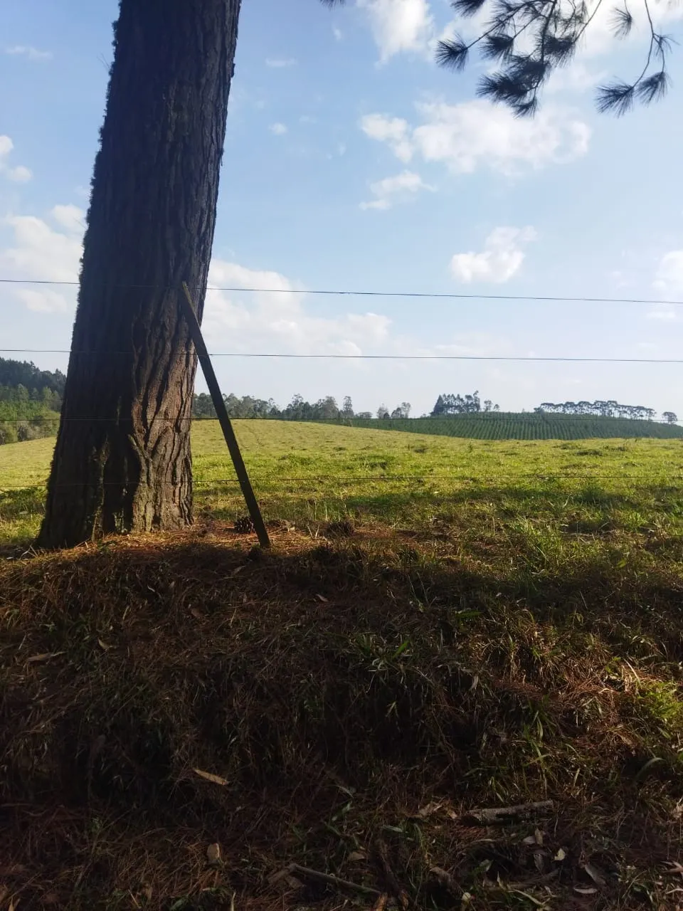 Fazenda à venda de 232 ha em Itapeva, SP, Brasil