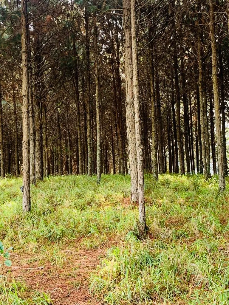 Fazenda à venda de 232 ha em Itapeva, SP, Brasil