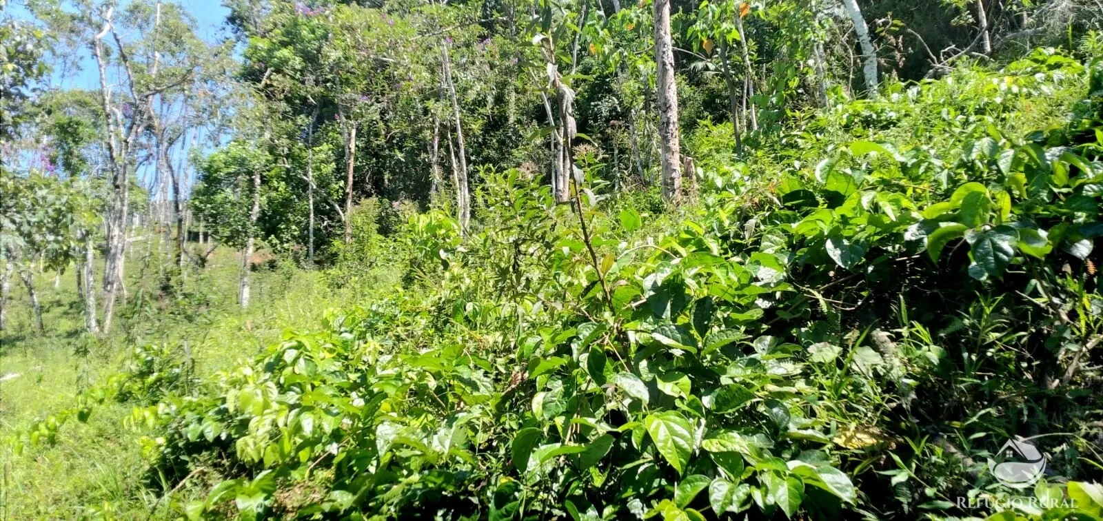 Terreno à venda de 145 ha em Monteiro Lobato, SP, Brasil