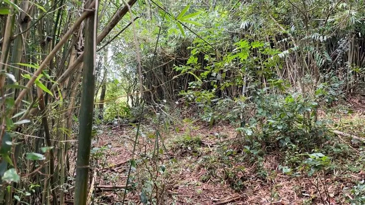Chácara à venda de 4.800 m² em Santo Antônio da Patrulha, RS, Brasil
