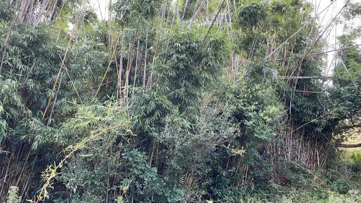Chácara à venda de 4.800 m² em Santo Antônio da Patrulha, RS, Brasil