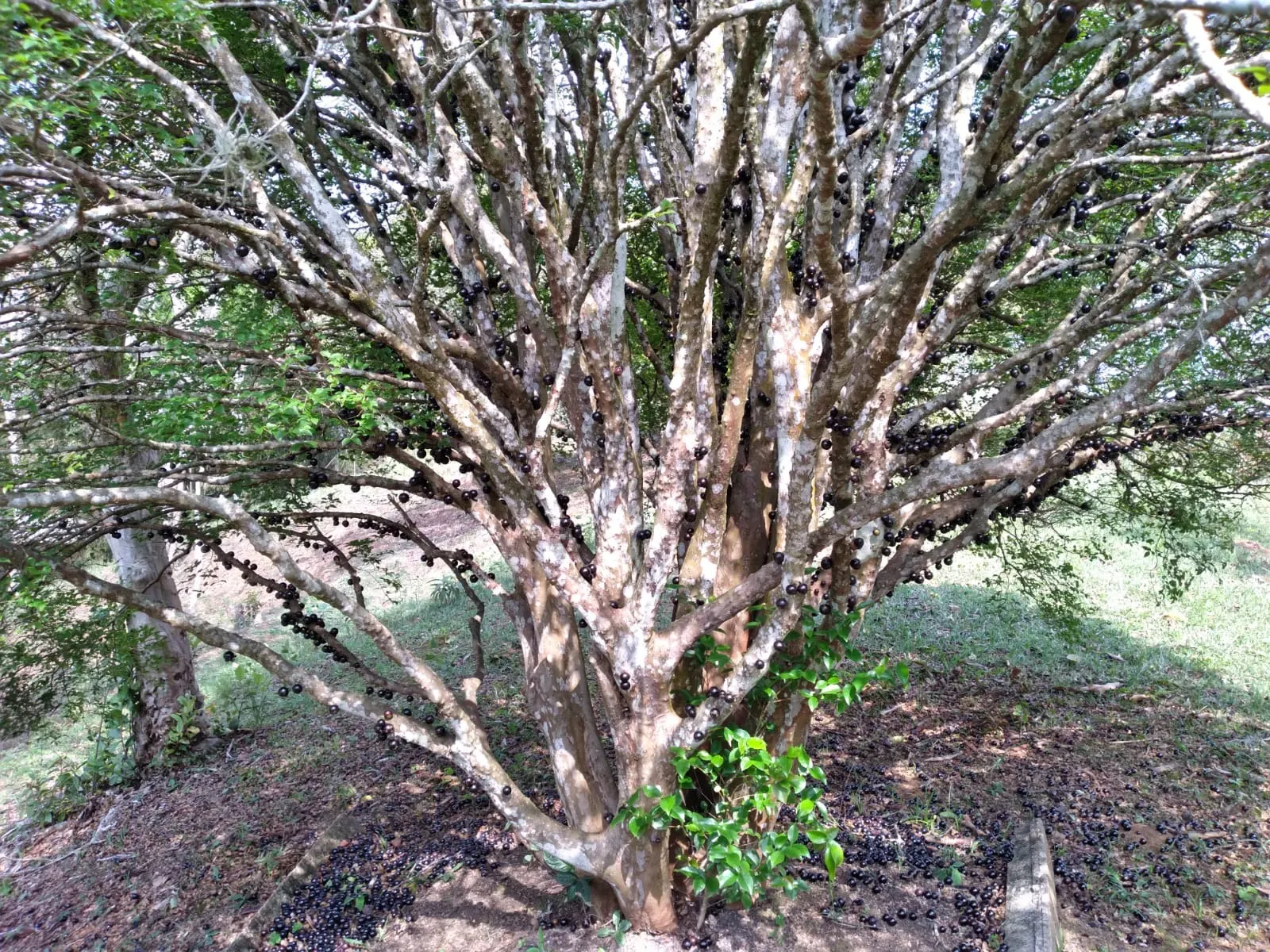 Chácara à venda de 5.700 m² em São José dos Campos, SP, Brasil
