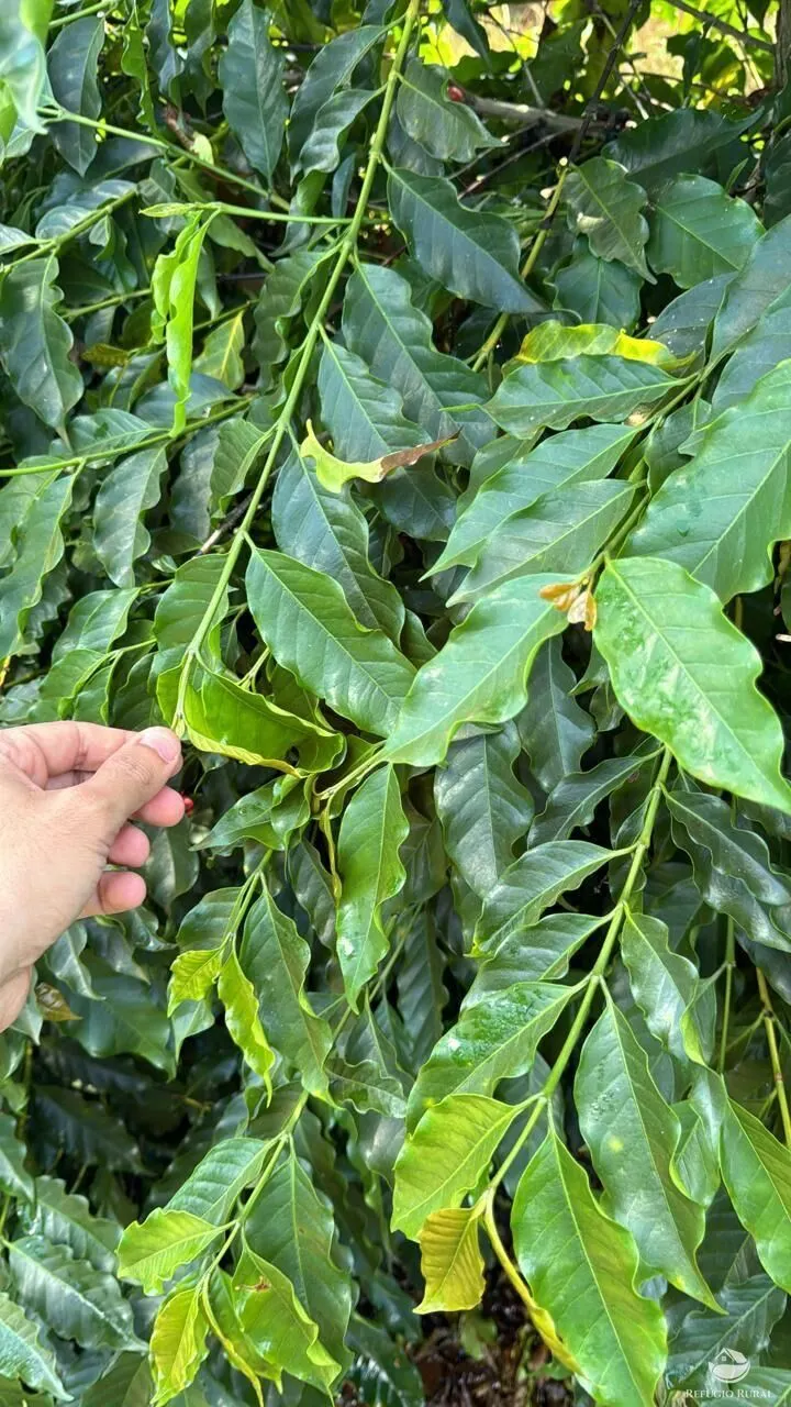 Fazenda à venda de 130 ha em Piumhi, MG, Brasil