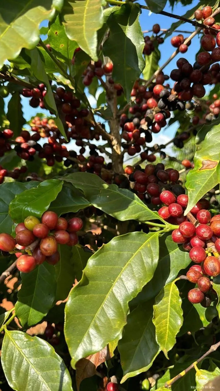 Fazenda à venda de 130 ha em Piumhi, MG, Brasil