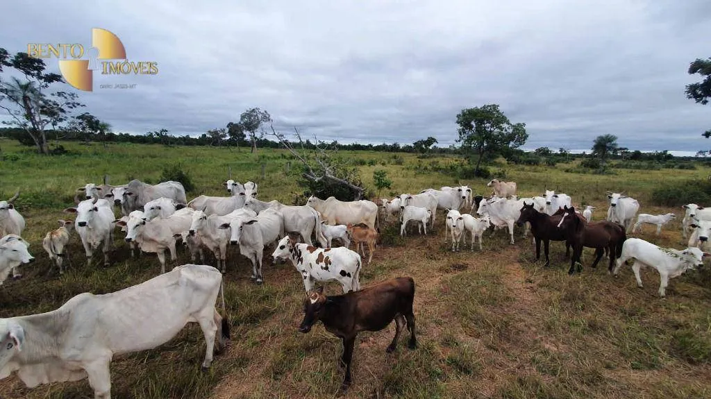 Fazenda à venda de 233 ha em Várzea Grande, MT, Brasil
