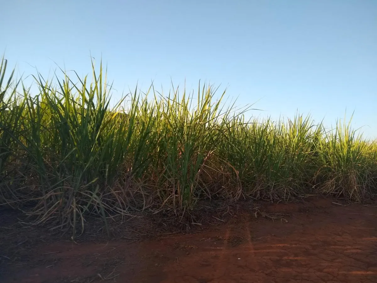 Fazenda à venda de 460 ha em Araraquara, SP, Brasil