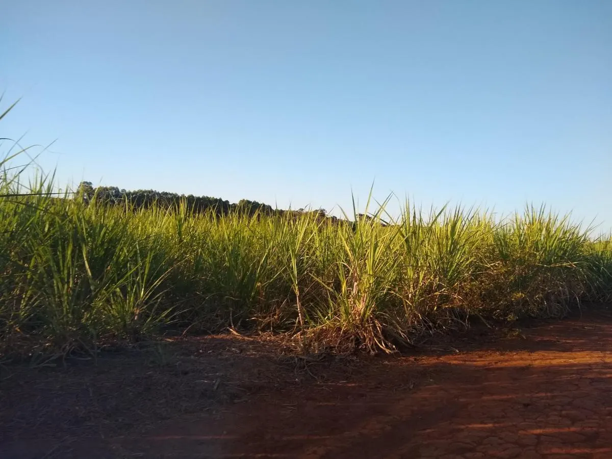 Fazenda à venda de 460 ha em Araraquara, SP, Brasil