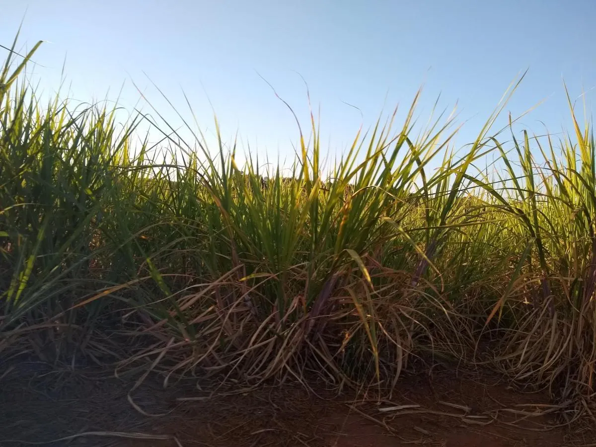 Fazenda à venda de 460 ha em Araraquara, SP, Brasil
