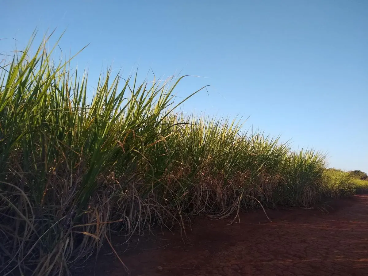 Fazenda à venda de 460 ha em Araraquara, SP, Brasil