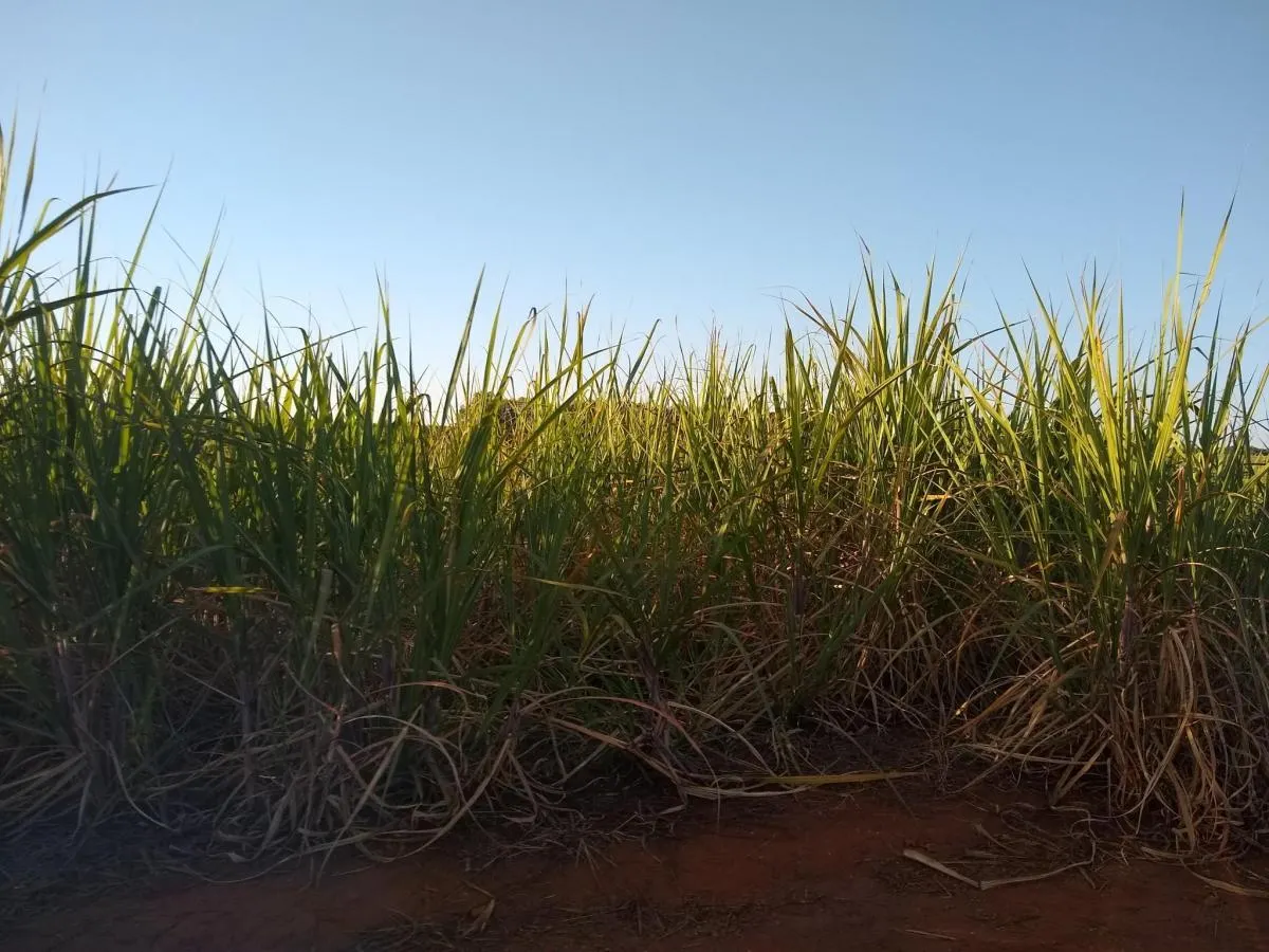 Fazenda à venda de 460 ha em Araraquara, SP, Brasil