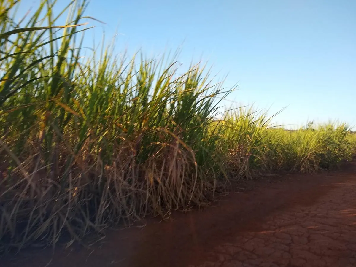 Fazenda à venda de 460 ha em Araraquara, SP, Brasil