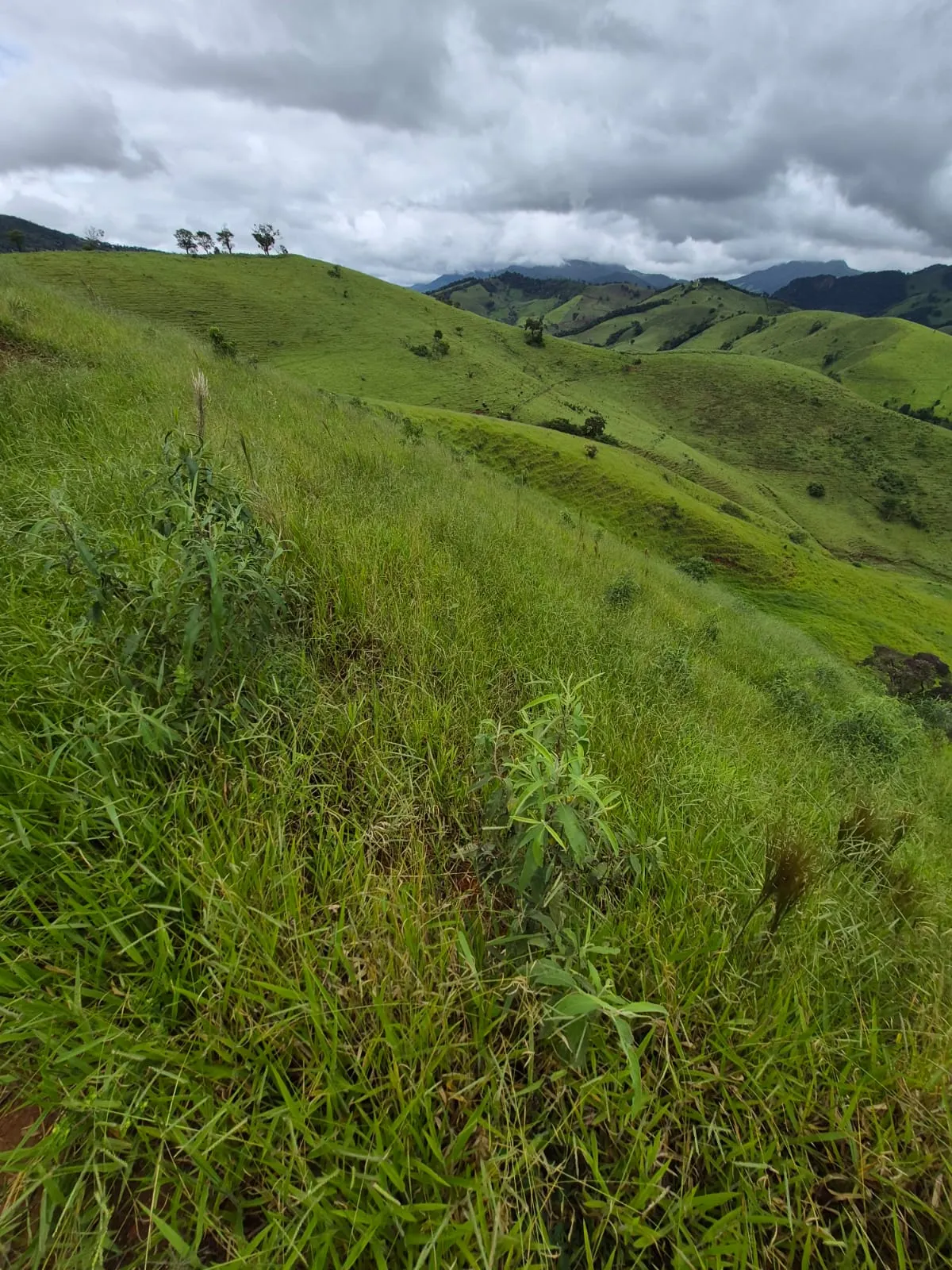 Sítio à venda de 5 ha em Delfim Moreira, MG, Brasil