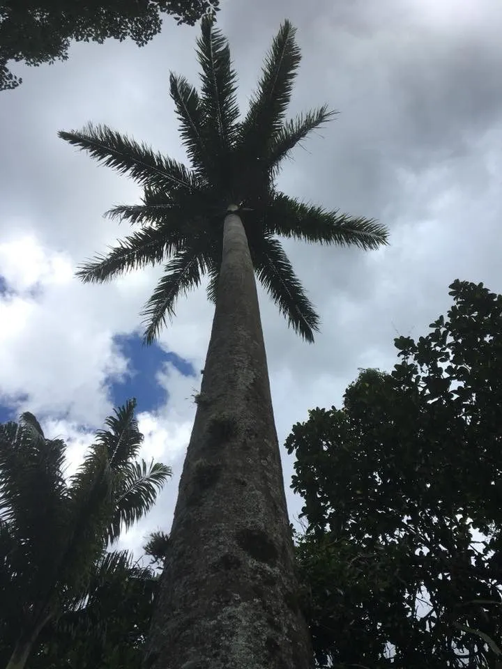 Sítio à venda de 85 ha em Rio de Janeiro, RJ, Brasil