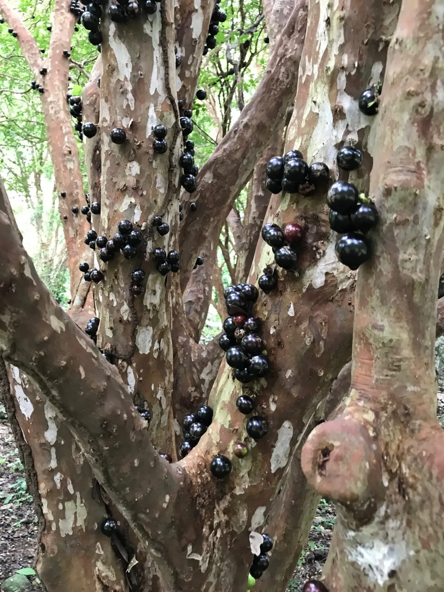 Sítio à venda de 85 ha em Rio de Janeiro, RJ, Brasil