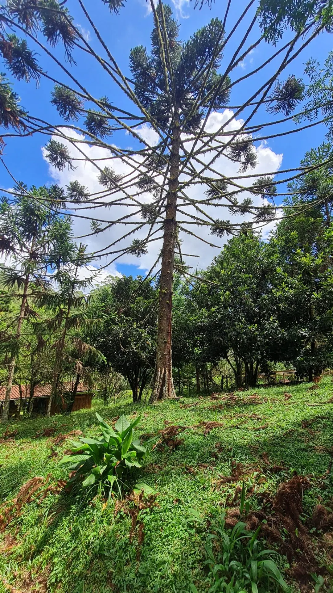 Sítio à venda de 10 ha em Cunha, SP, Brasil