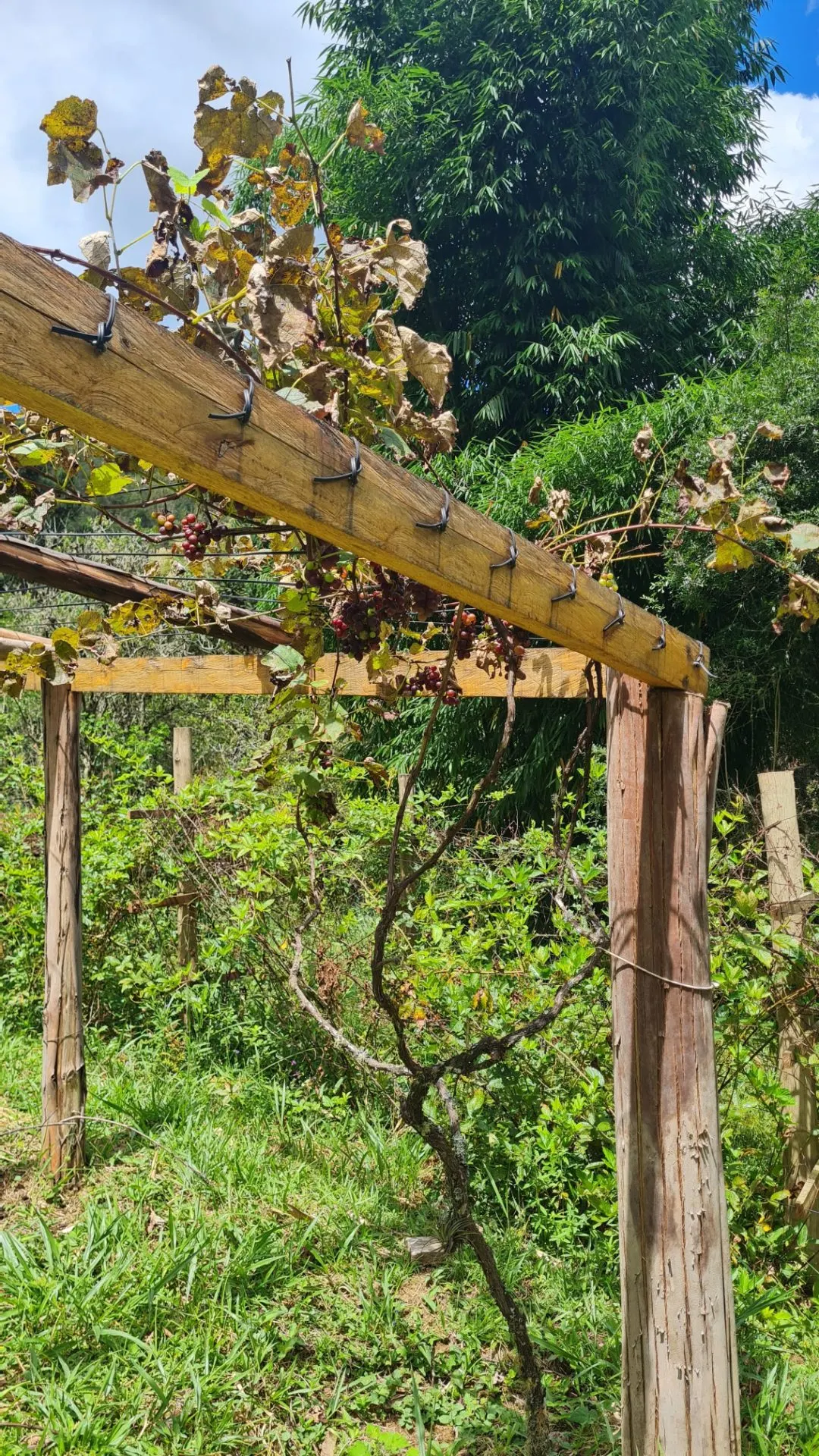 Sítio à venda de 10 ha em Cunha, SP, Brasil