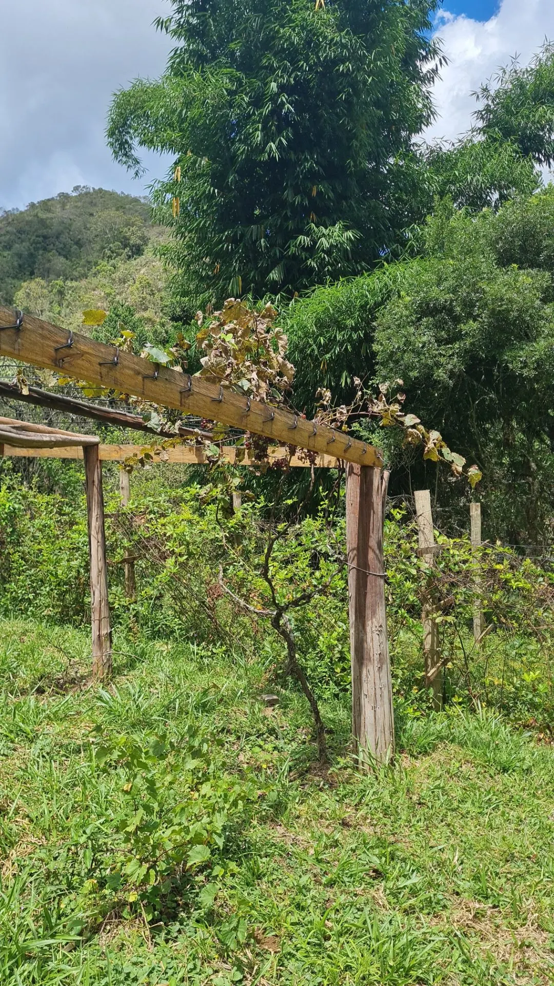 Sítio à venda de 10 ha em Cunha, SP, Brasil