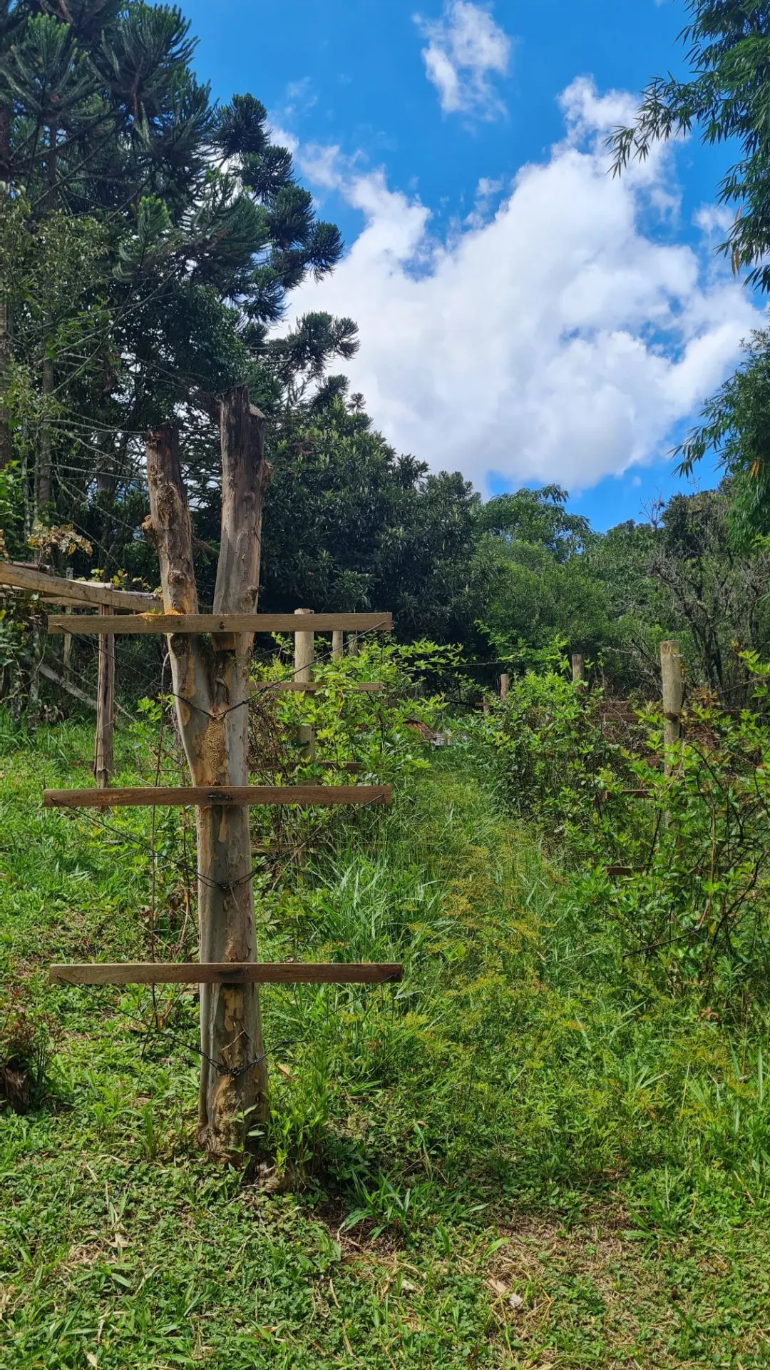 Sítio à venda de 10 ha em Cunha, SP, Brasil