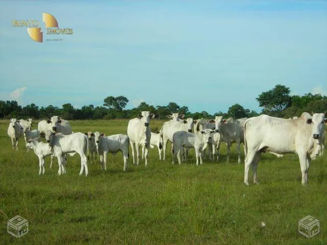 Fazenda à venda de 88.000 ha em Poconé, MT, Brasil
