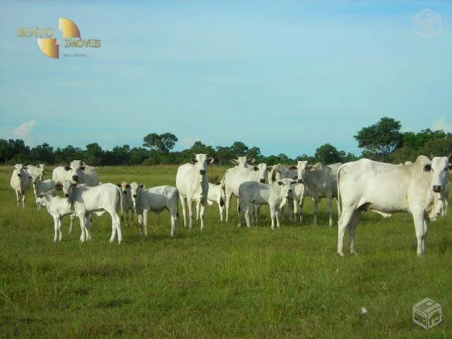 Fazenda à venda de 88.000 ha em Poconé, MT, Brasil